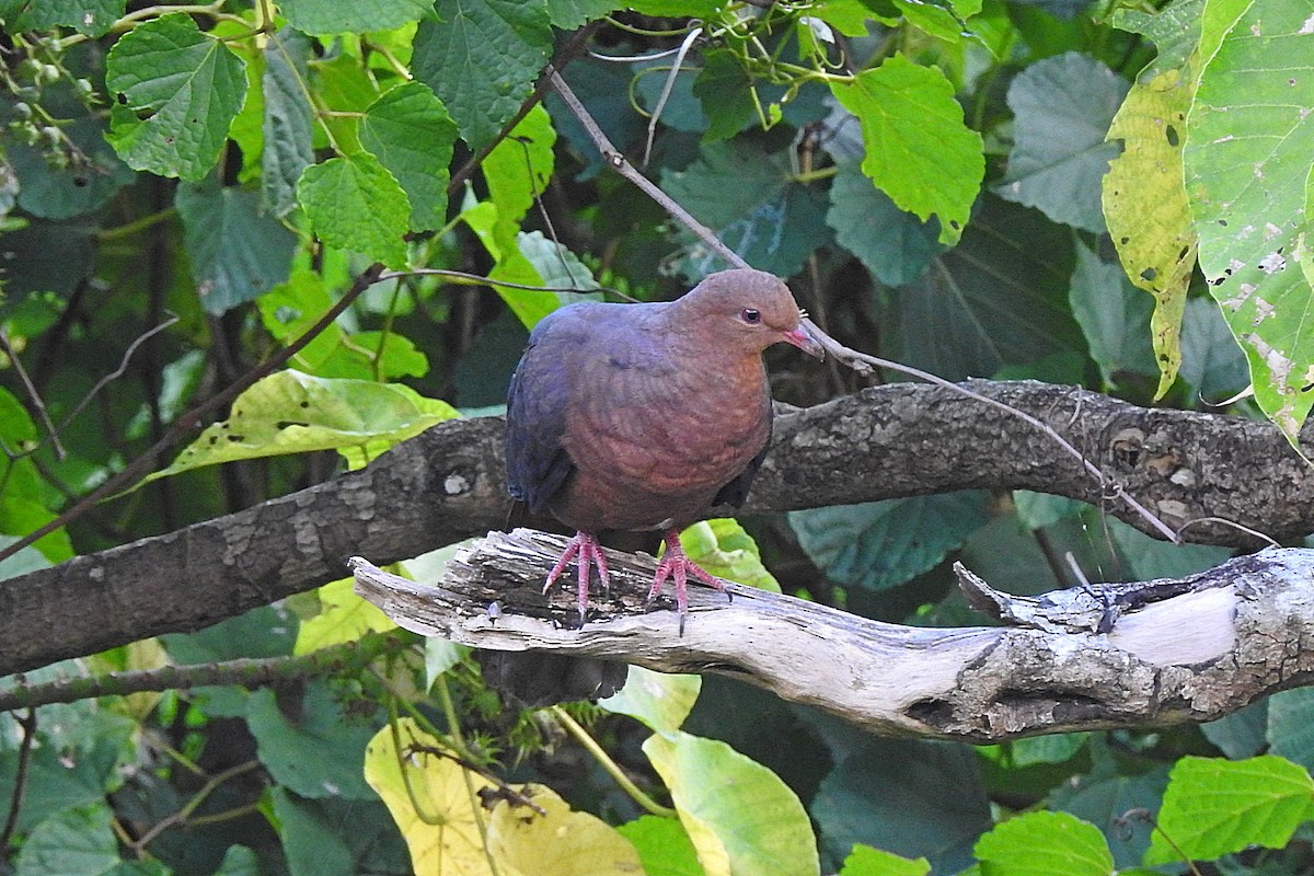 Philippine Cuckoo-Dove - ML635229478
