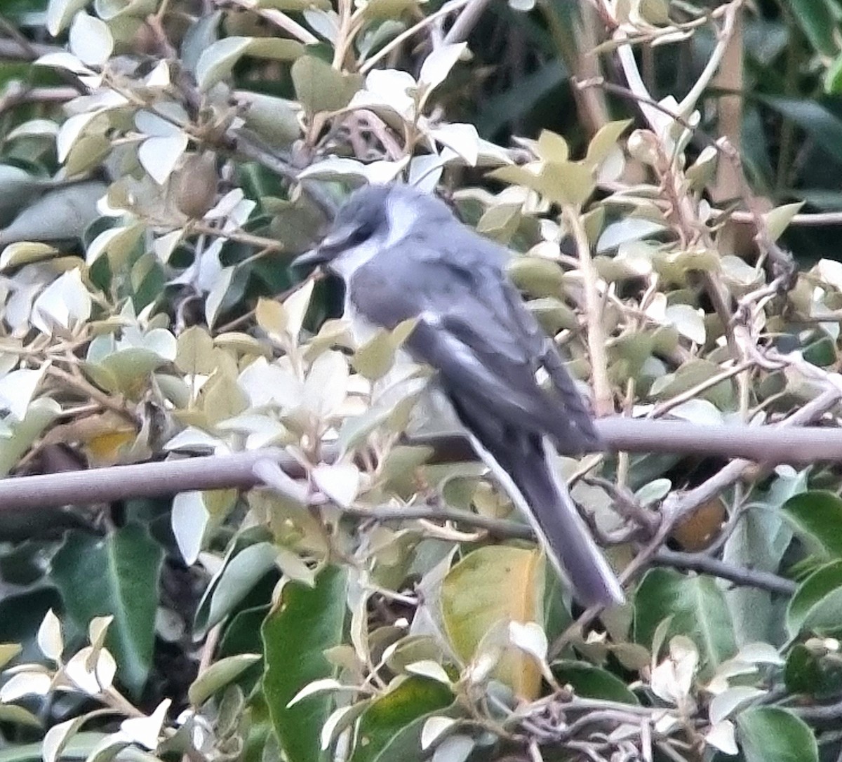 Ashy Minivet - ML635229496