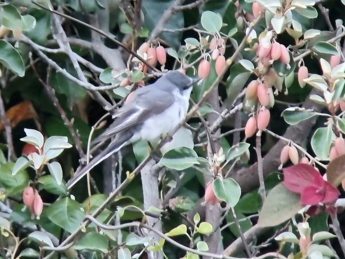 Ashy Minivet - ML635229497