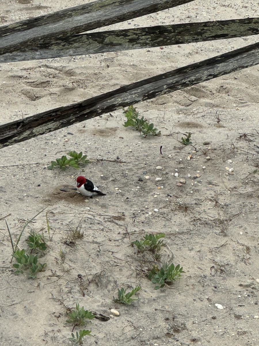Red-headed Woodpecker - ML635229550