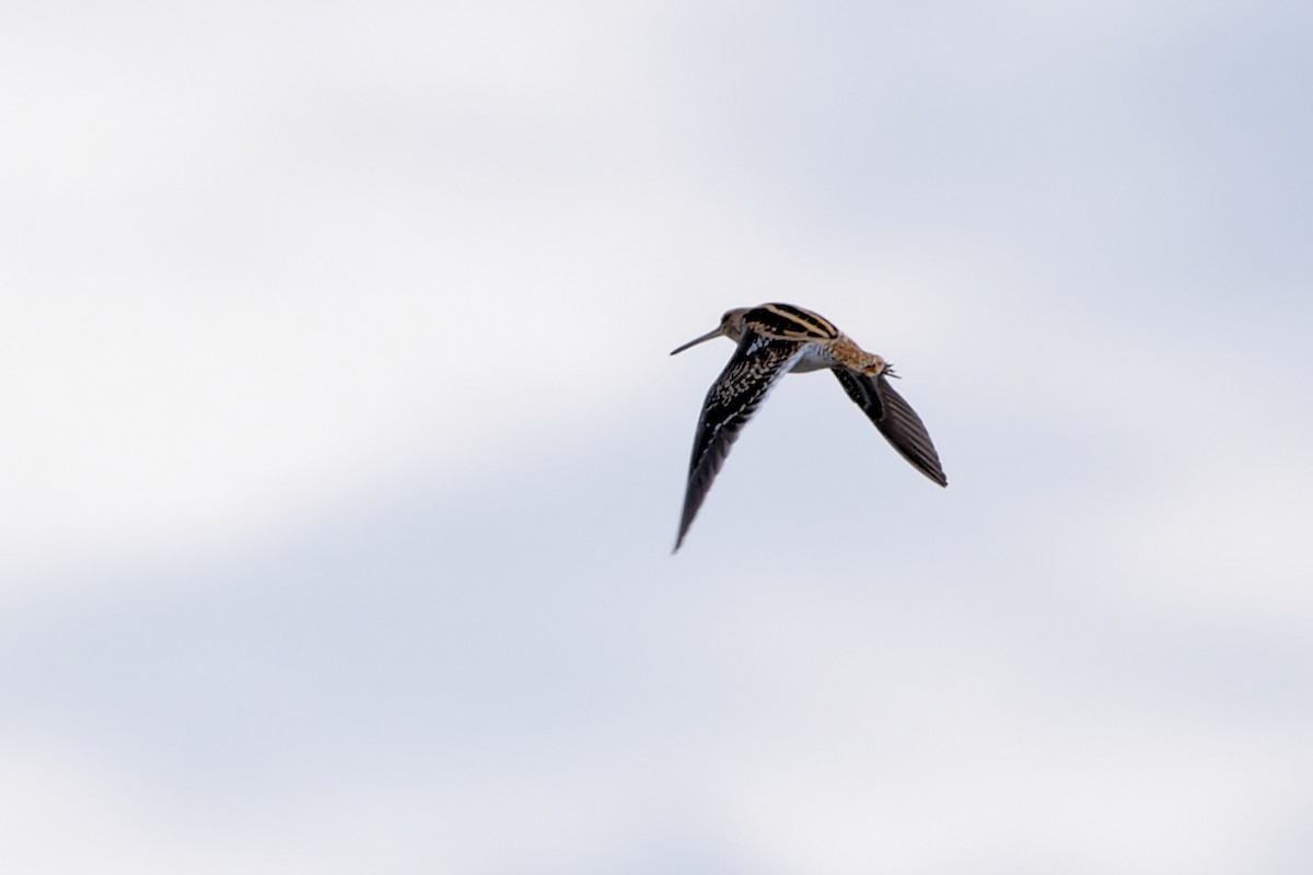 Common Snipe - ML635229570