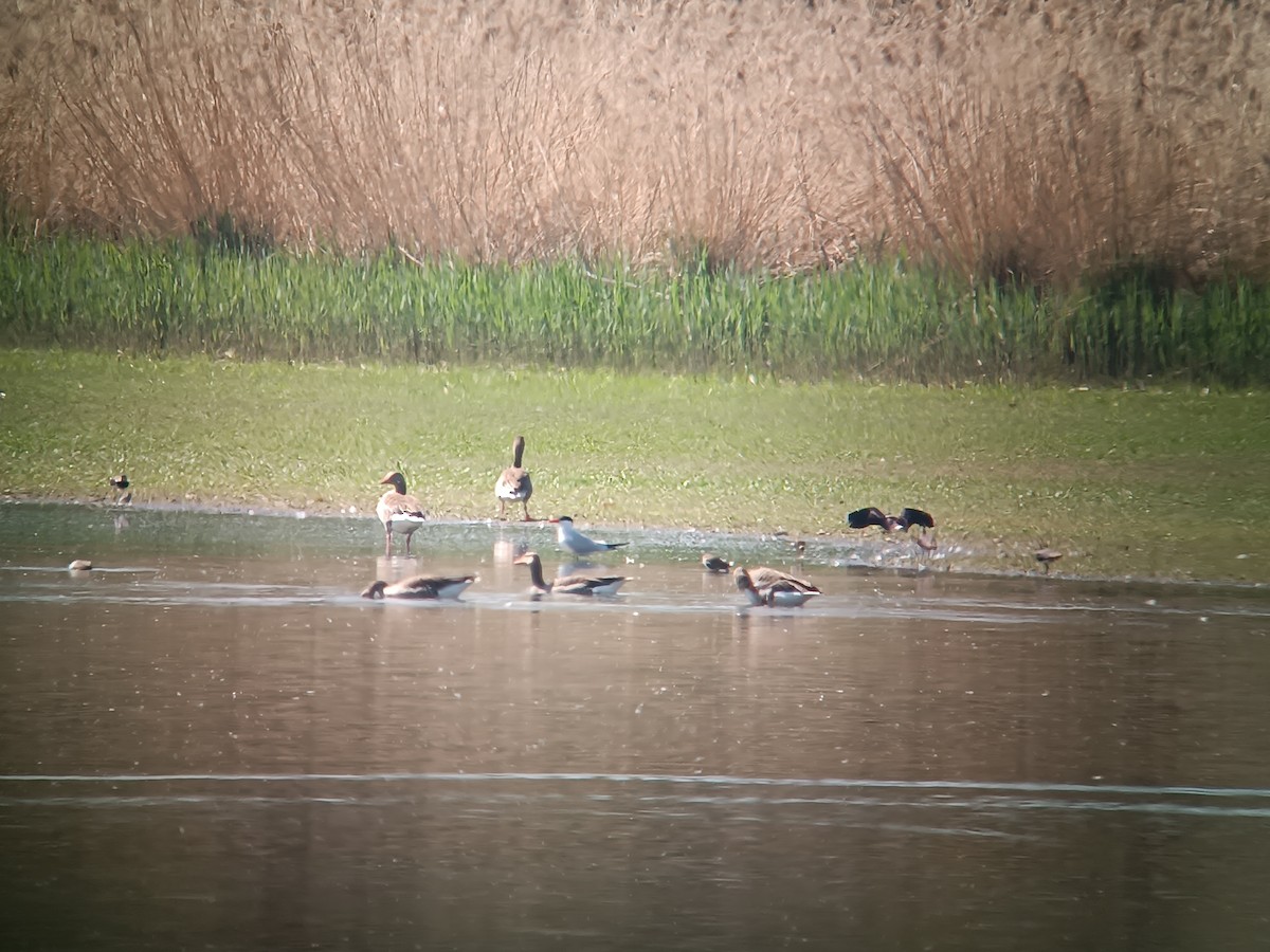 Caspian Tern - ML635229588