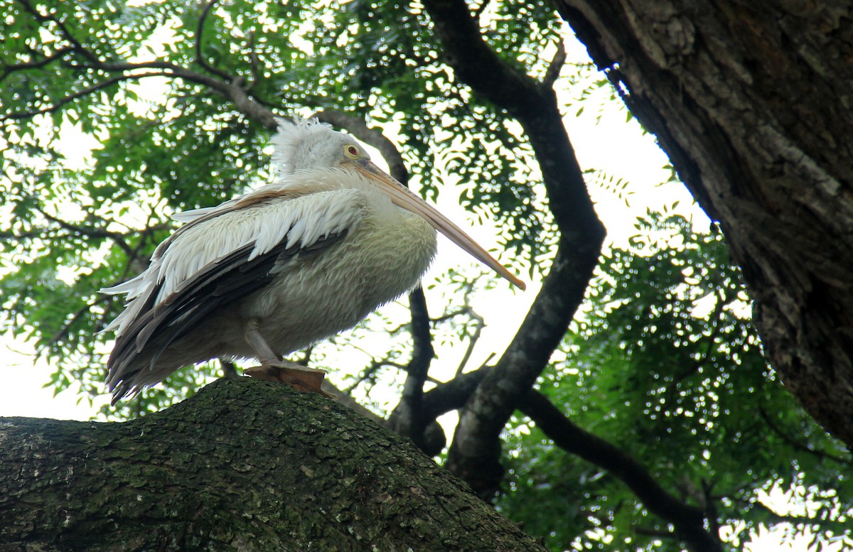 Spot-billed Pelican - ML635229596