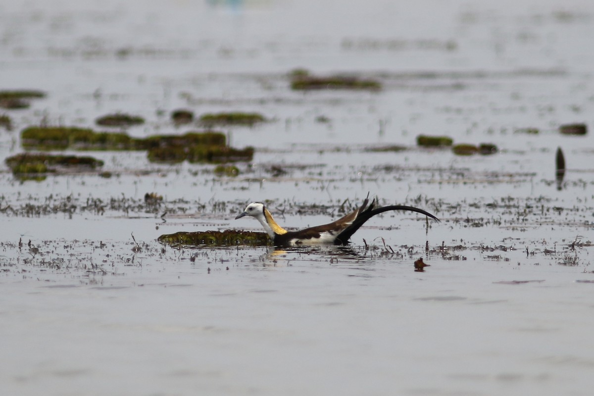 Jacana à longue queue - ML635229615