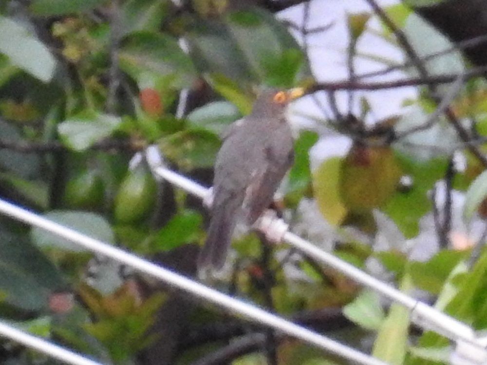 Spectacled Thrush - ML635229638