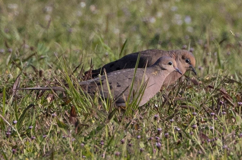 Mourning Dove - ML635229648
