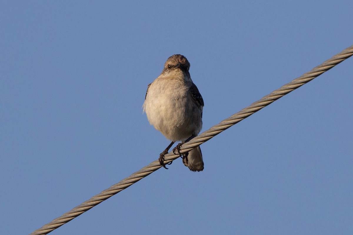 Northern Mockingbird - ML635229658