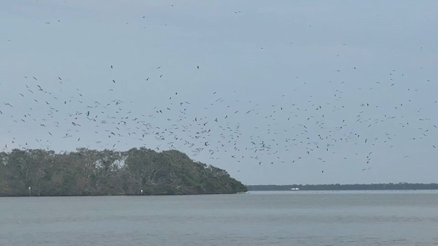 Magnificent Frigatebird - ML635229663