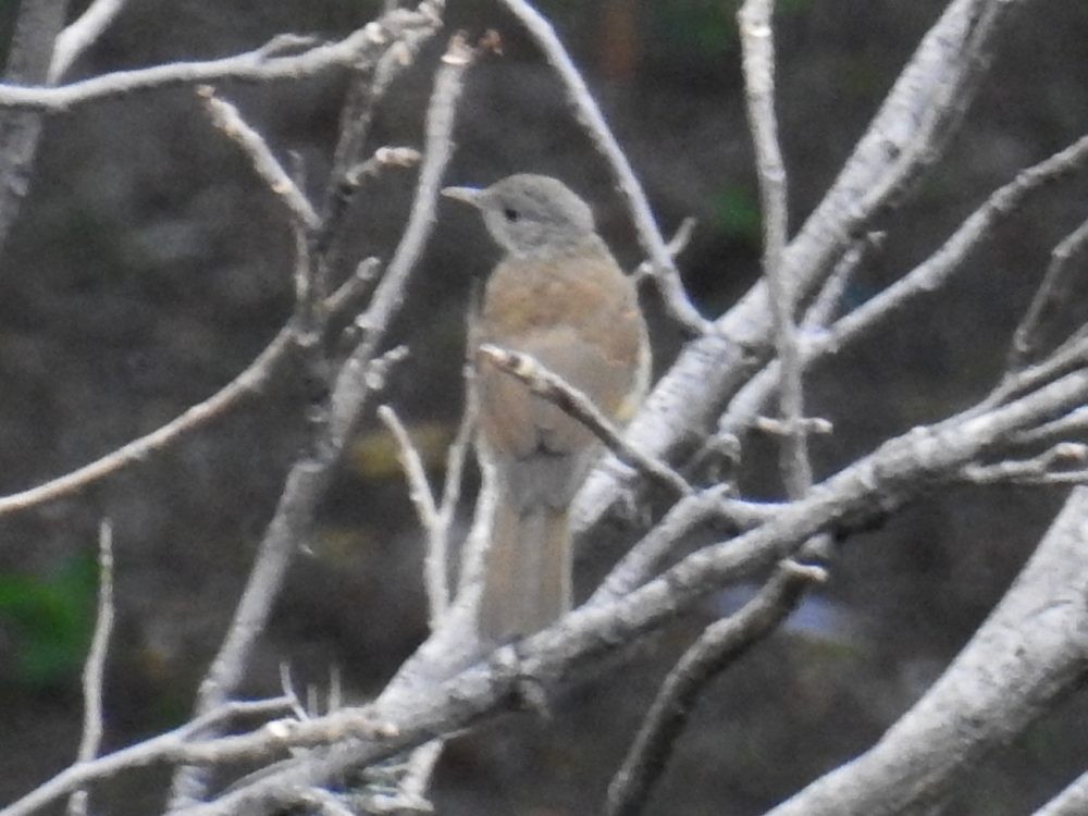 Pale-breasted Thrush - ML635229679