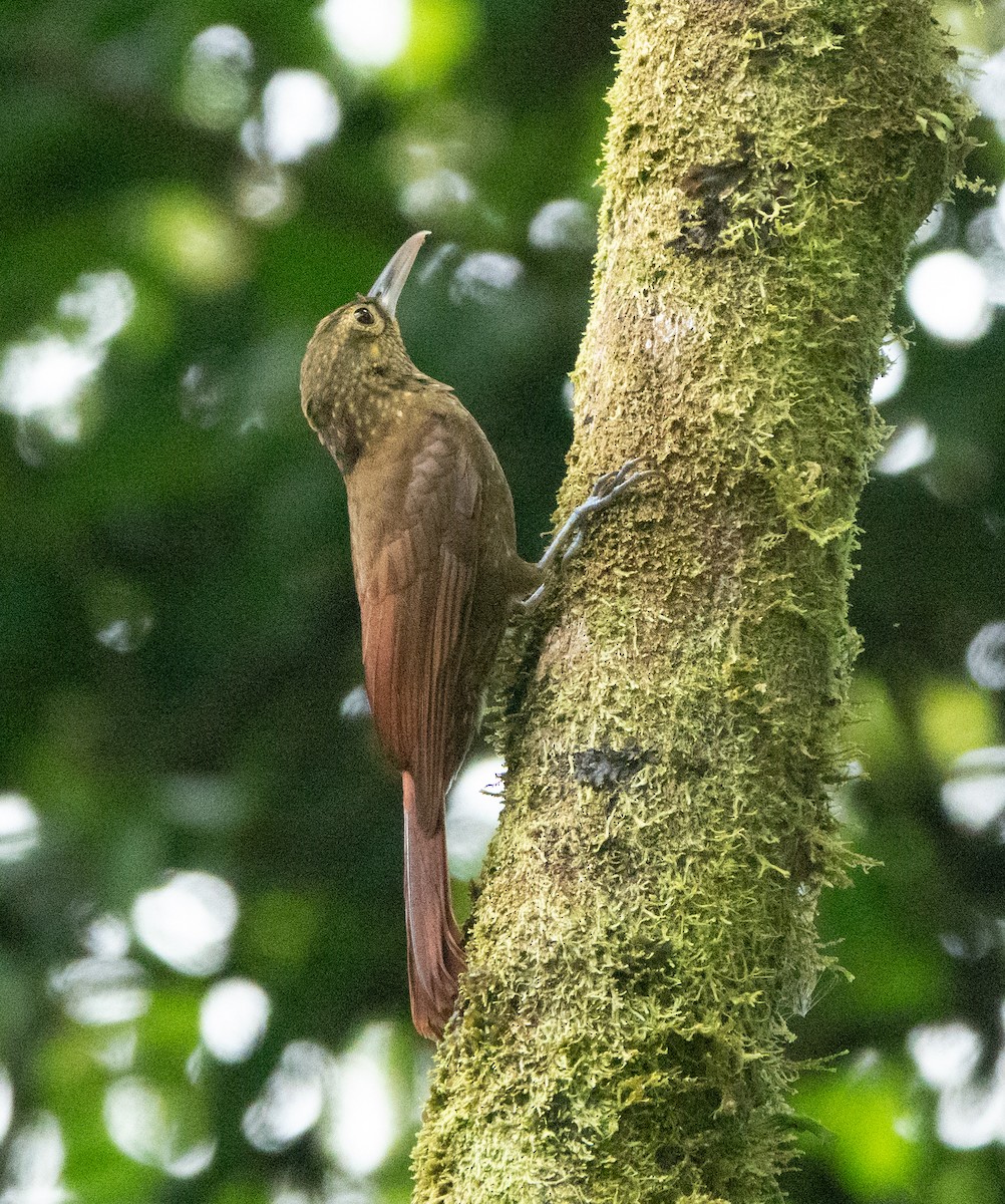 Spotted Woodcreeper - ML635229696