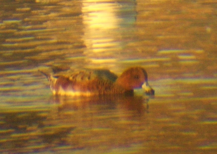 Eurasian Wigeon - ML635229709