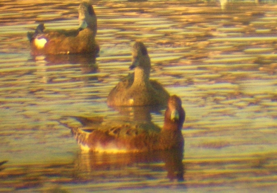 Eurasian Wigeon - ML635229710
