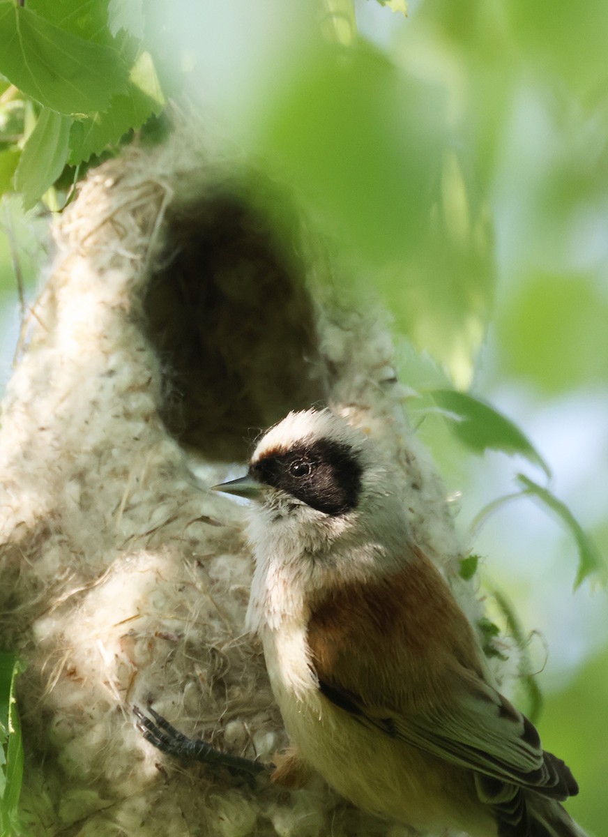 Eurasian Penduline-Tit - ML635229745