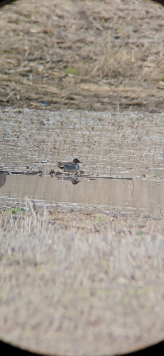 čírka obecná (ssp. crecca x carolinensis) - ML635229810