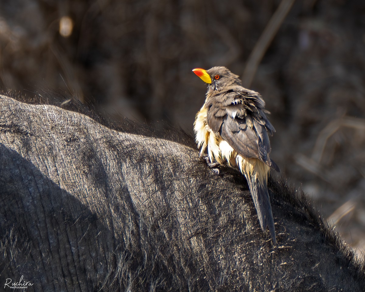 Yellow-billed Oxpecker - ML635229845