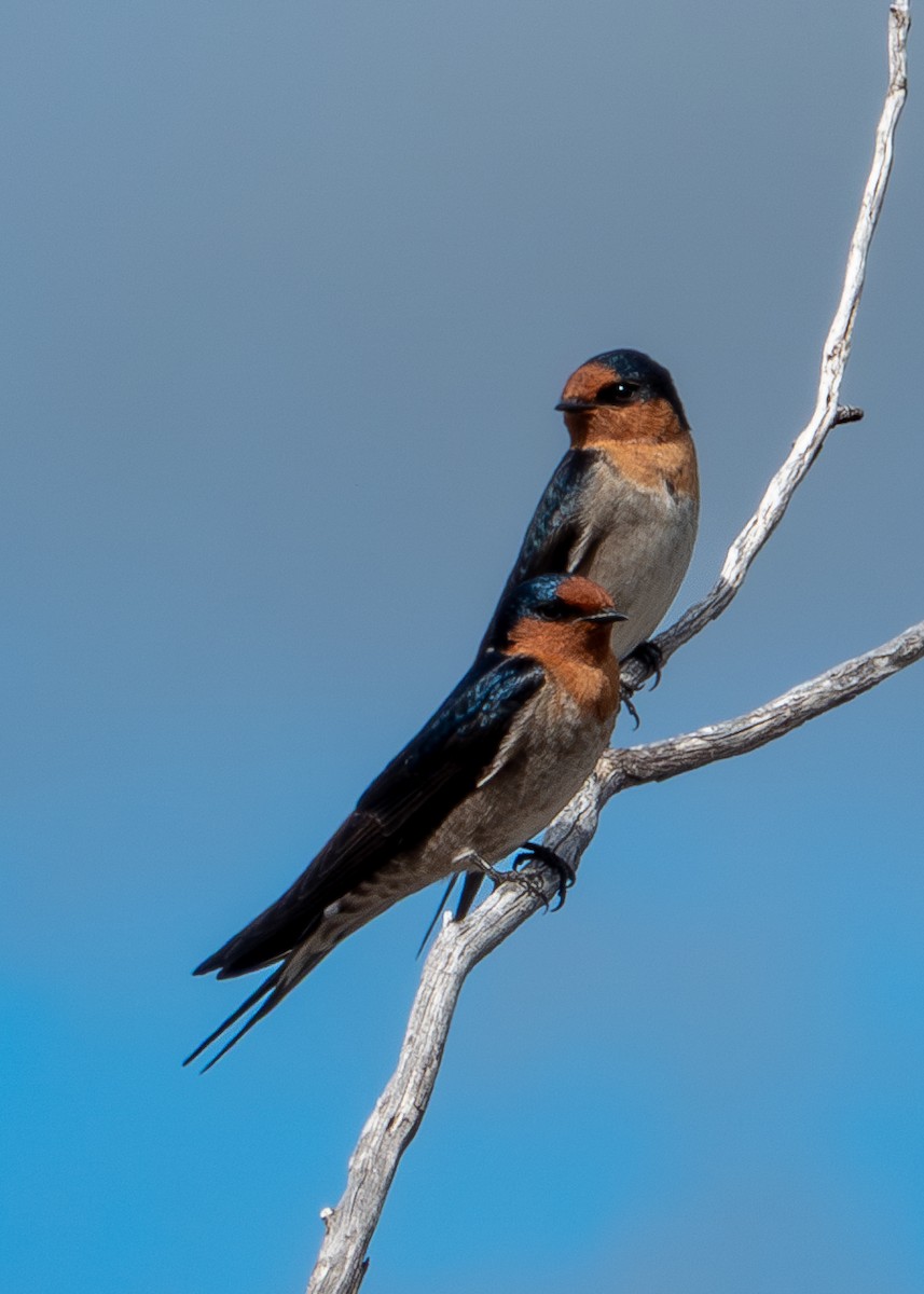 Welcome Swallow - ML635229922