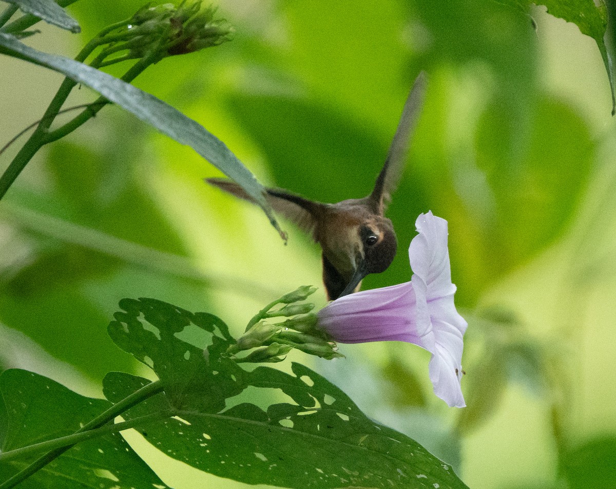 Stripe-throated Hermit - ML635229947