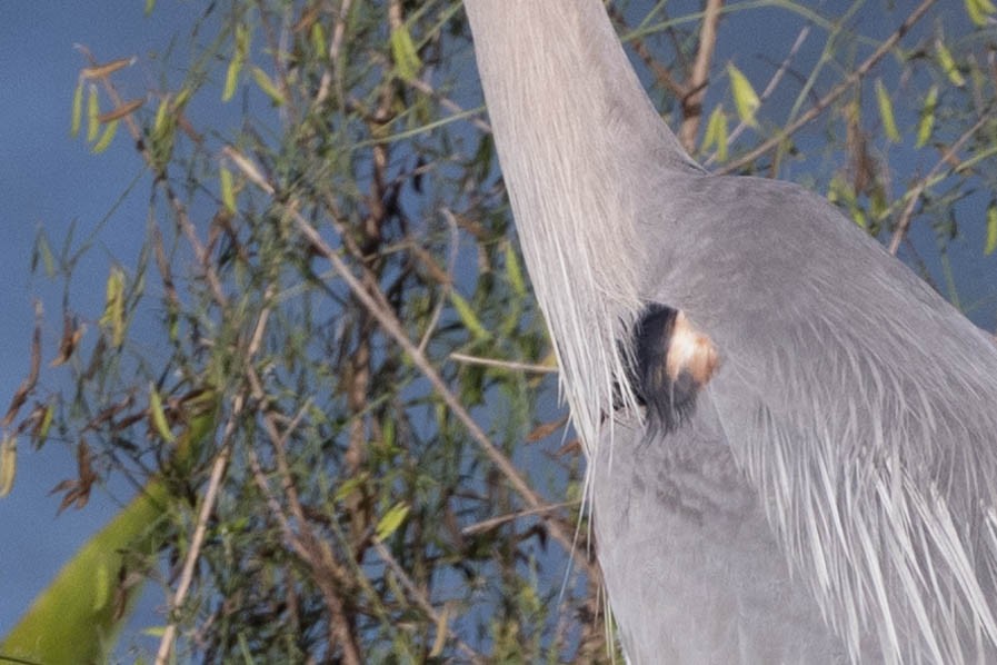 Great Blue Heron - ML635229979