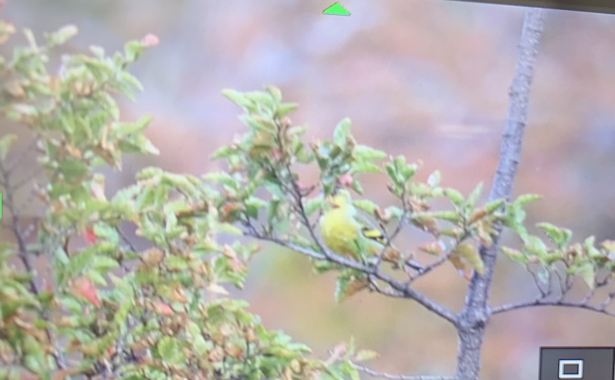 Black-chinned Siskin - ML635229998