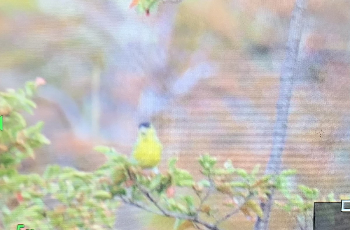 Black-chinned Siskin - ML635229999