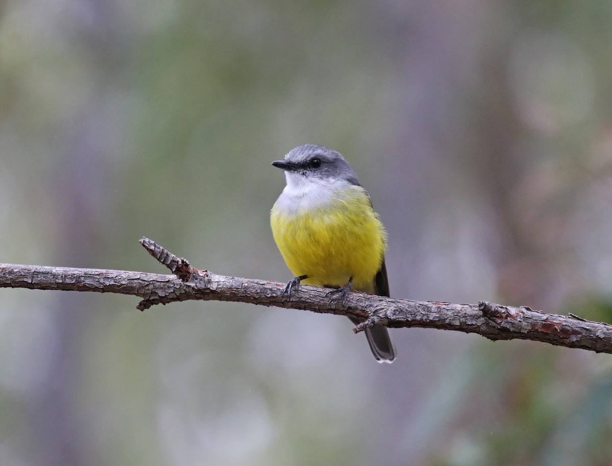 Western Yellow Robin - ML635230043