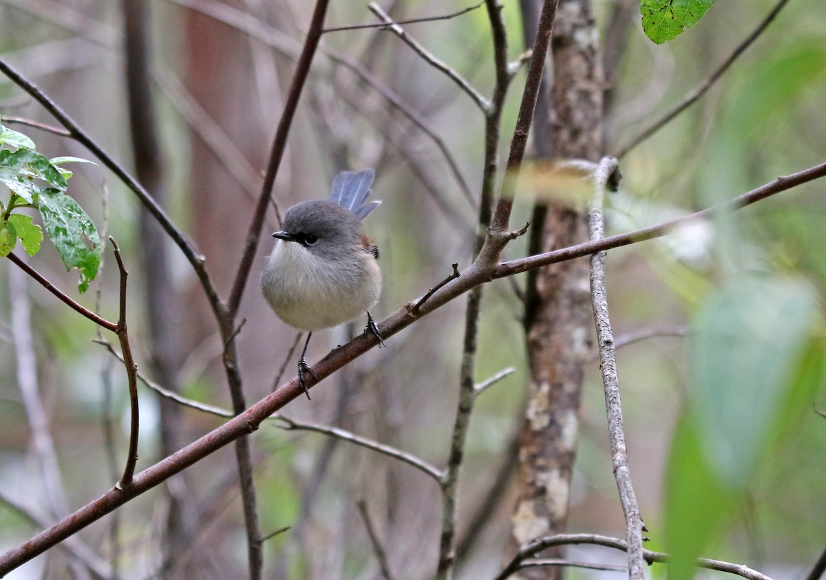 Red-winged Fairywren - ML635230048