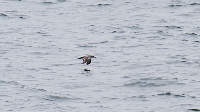Pink-footed Shearwater - ML635230119