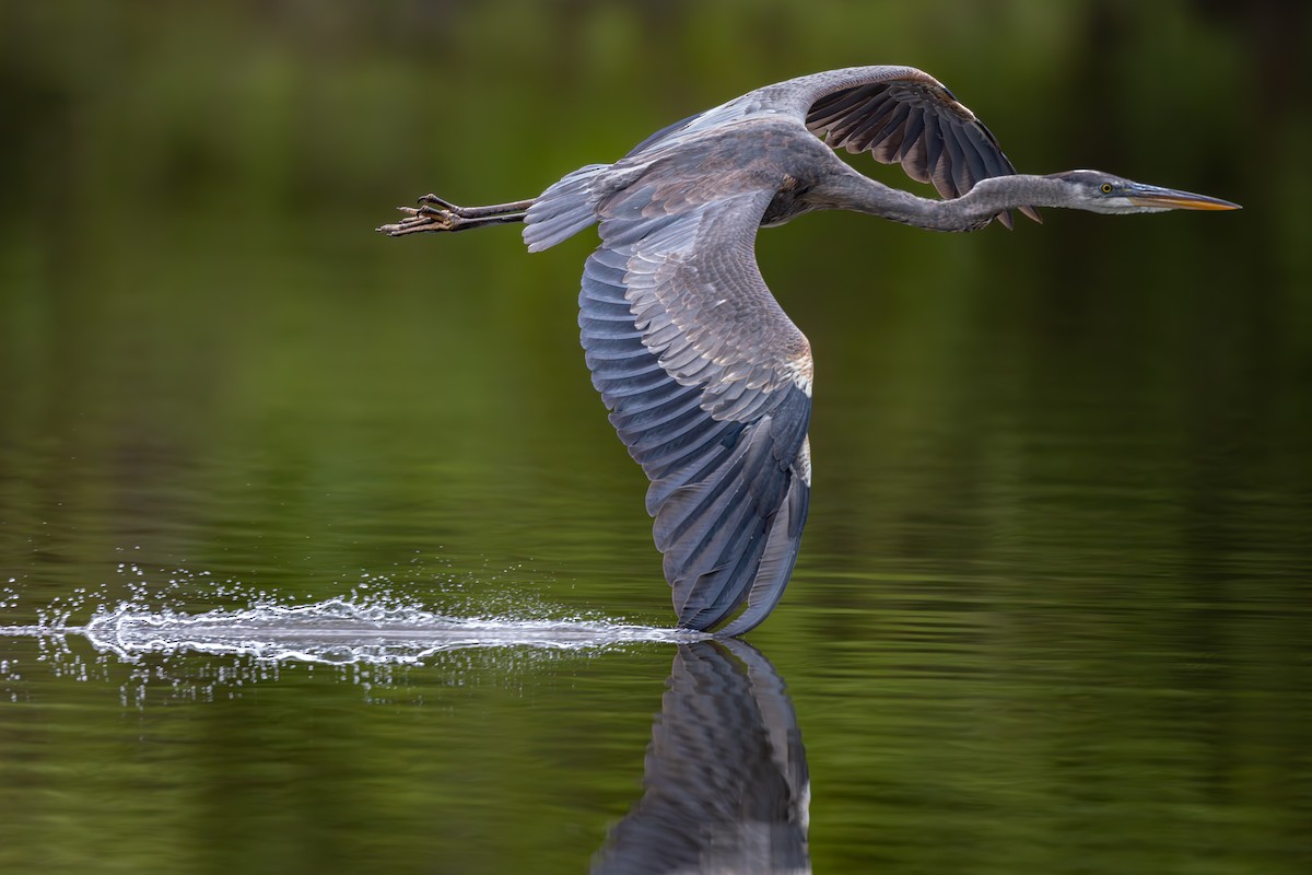 Great Blue Heron - ML635230144