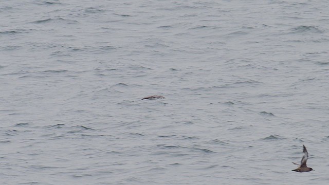 Pink-footed Shearwater - ML635230215