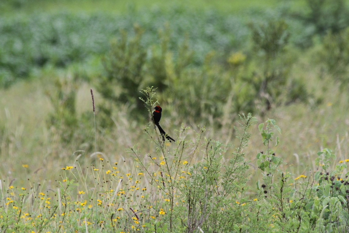 Red-cowled Widowbird - ML635230276