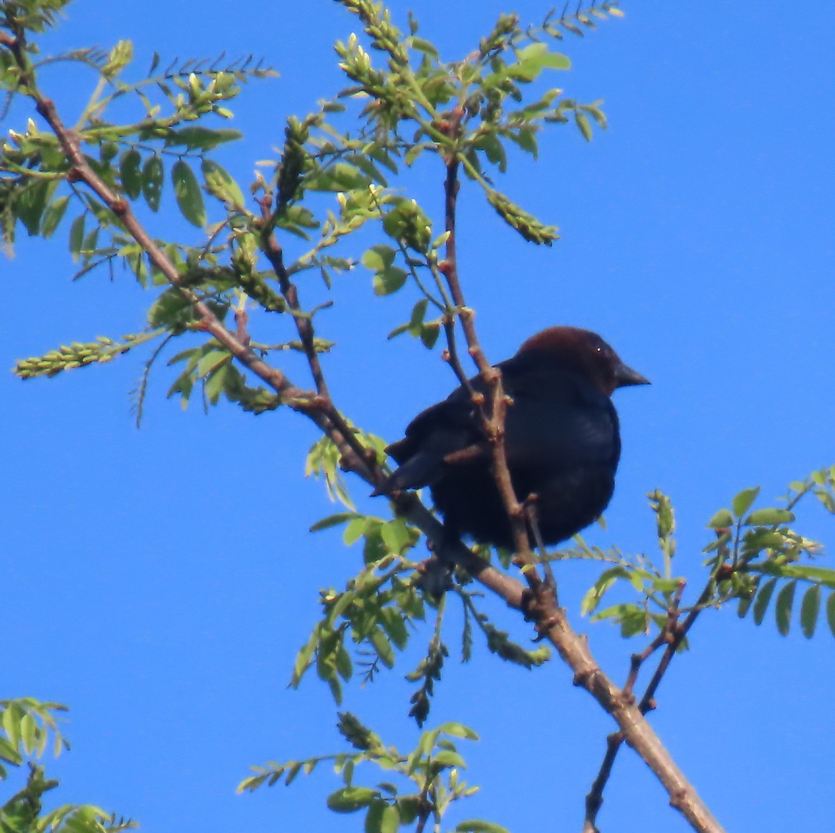 Brown-headed Cowbird - ML635230287