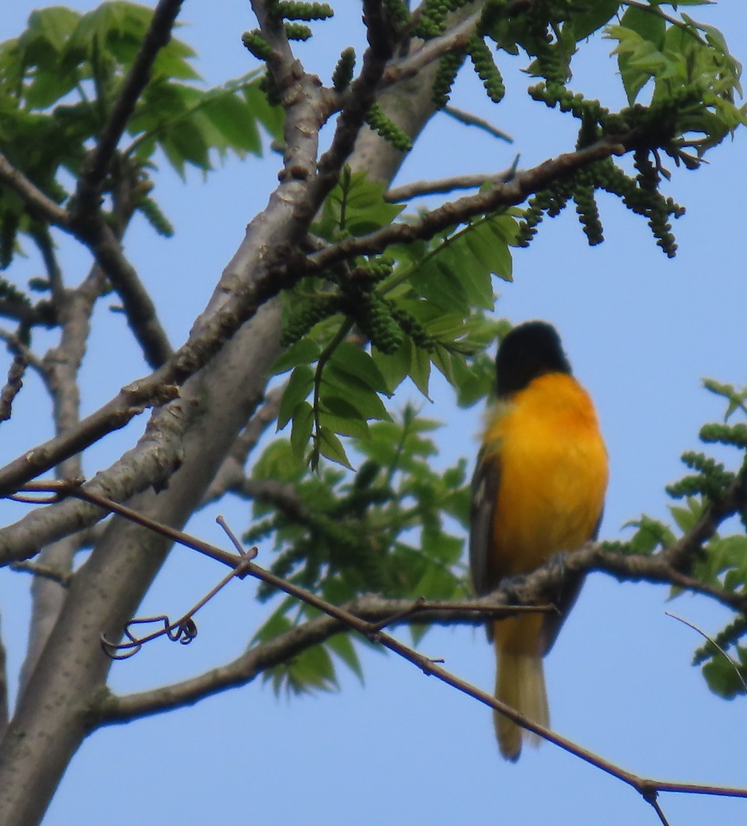 Baltimore Oriole - ML635230337
