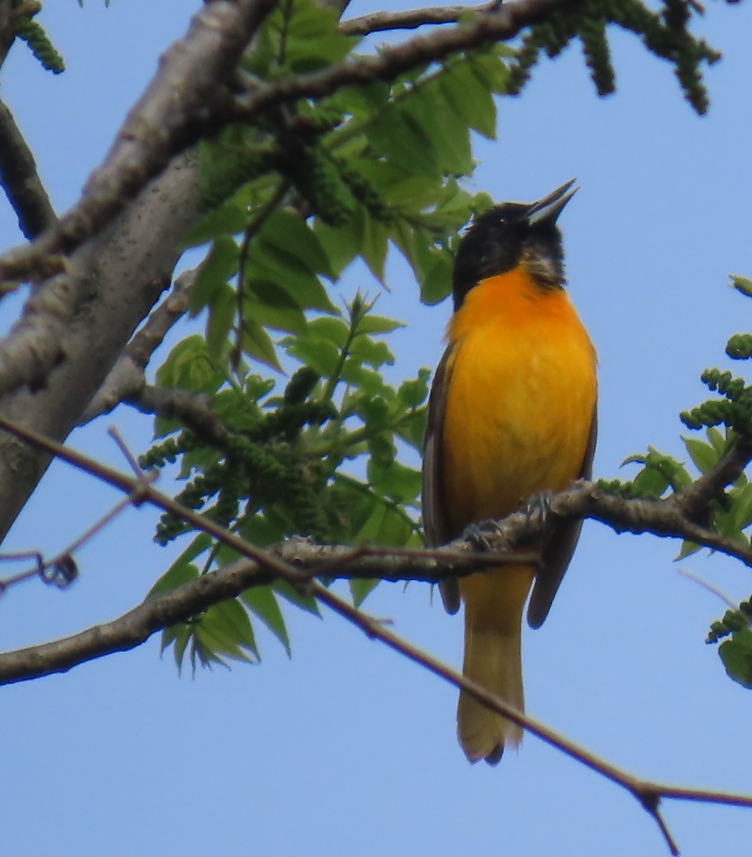 Baltimore Oriole - ML635230404