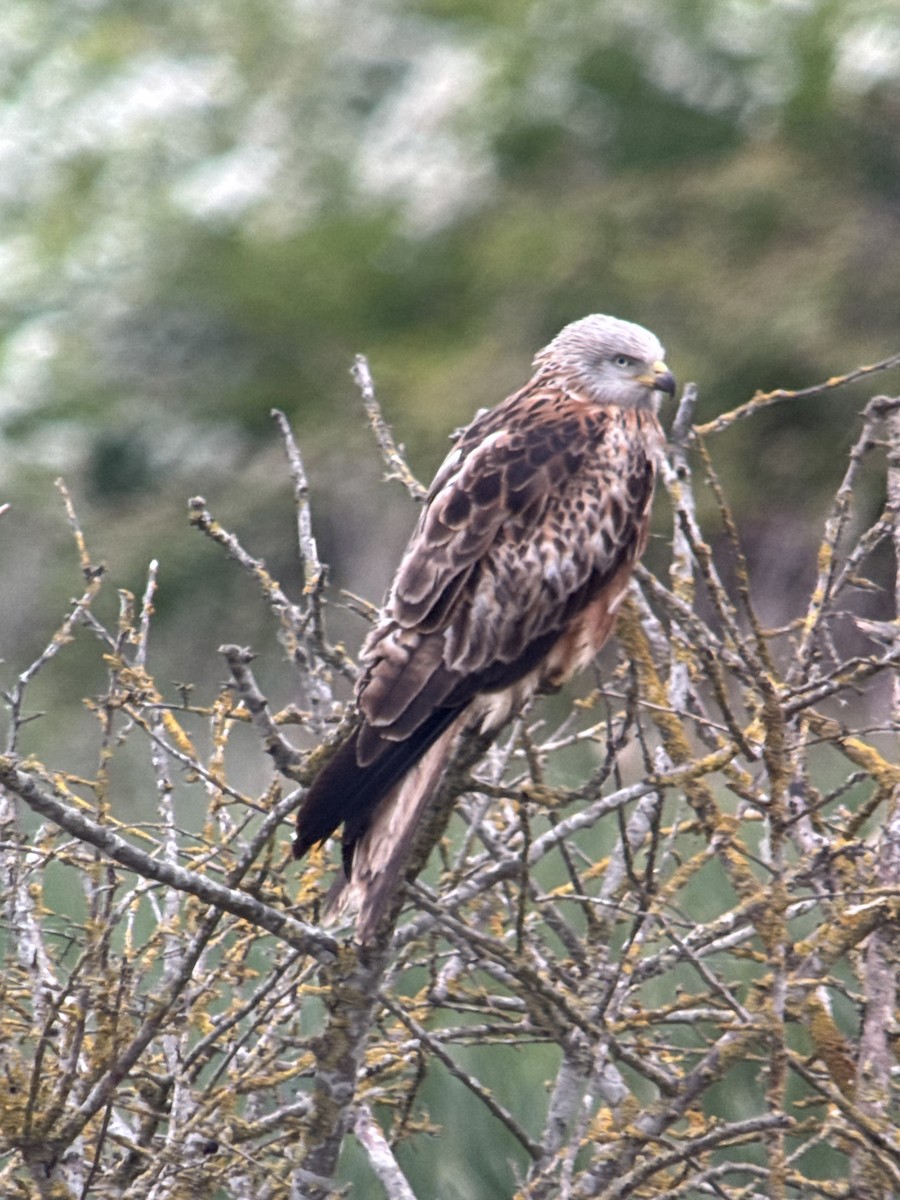 Red Kite - ML635230448