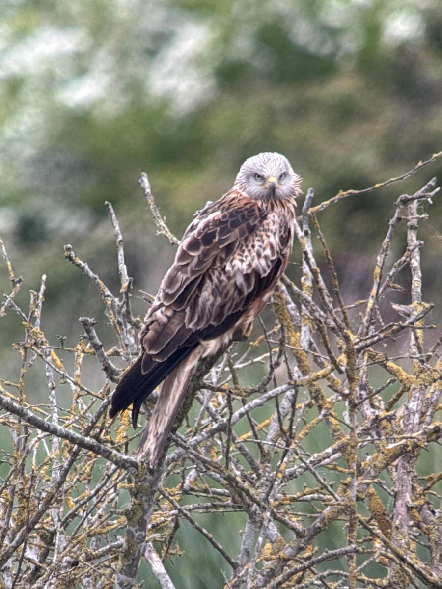 Red Kite - ML635230449