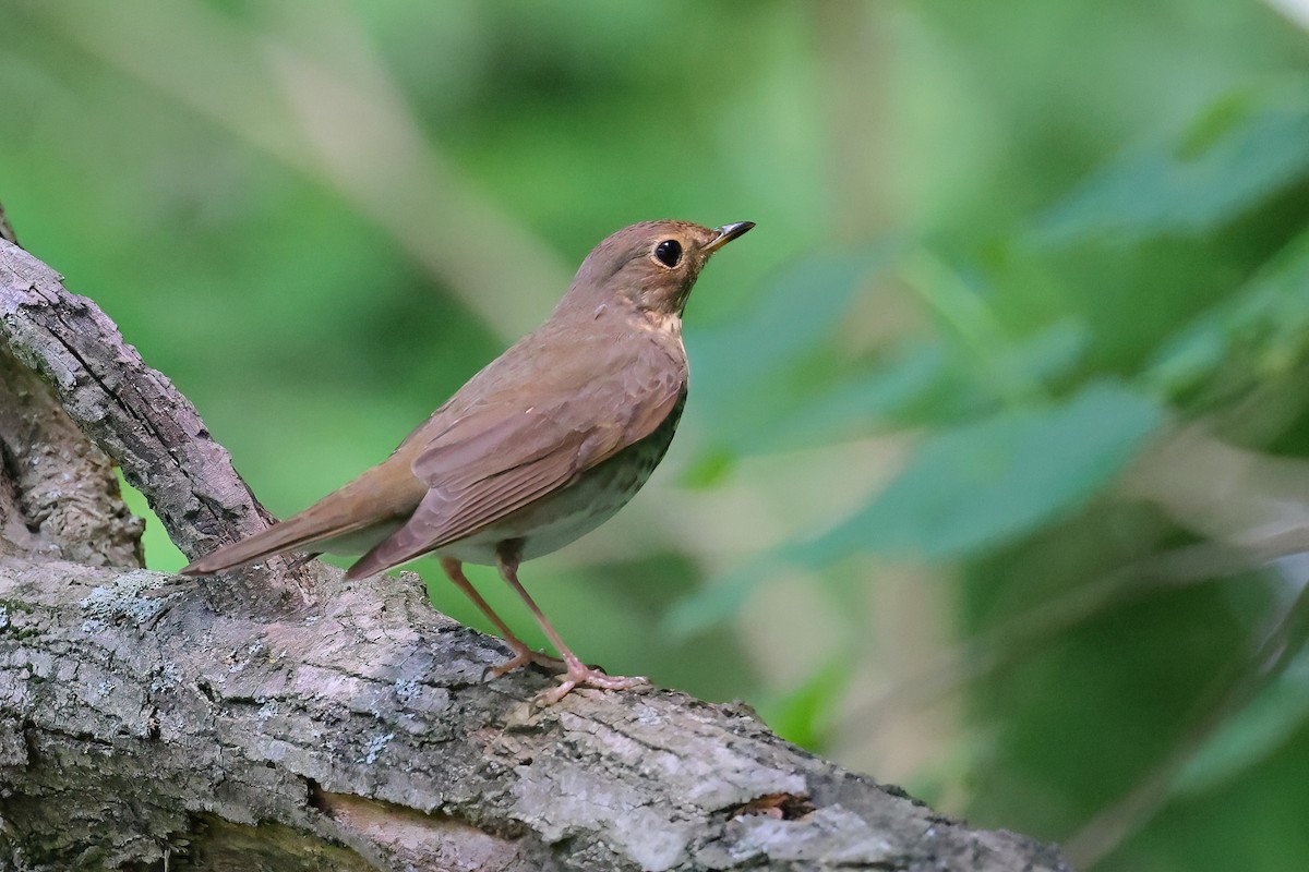 Swainson's Thrush - ML635230495