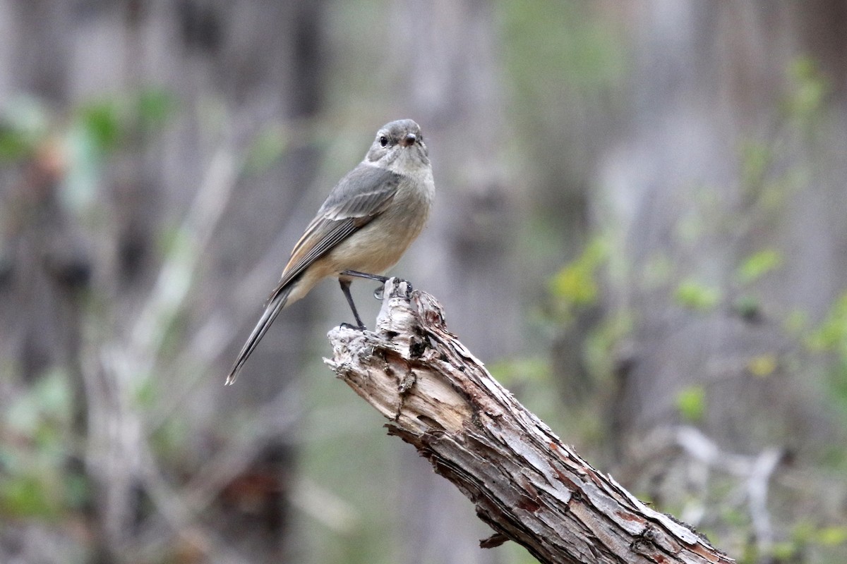 Golden Whistler (Western) - ML635230511