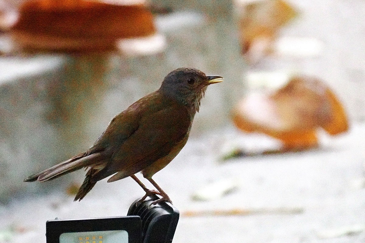Pale-breasted Thrush - ML635230590