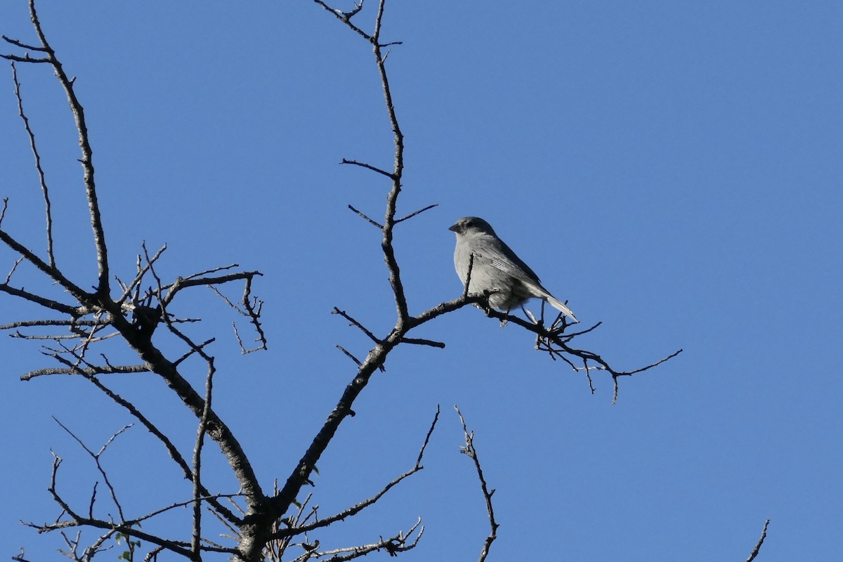 Plumbeous Sierra Finch - ML635230615