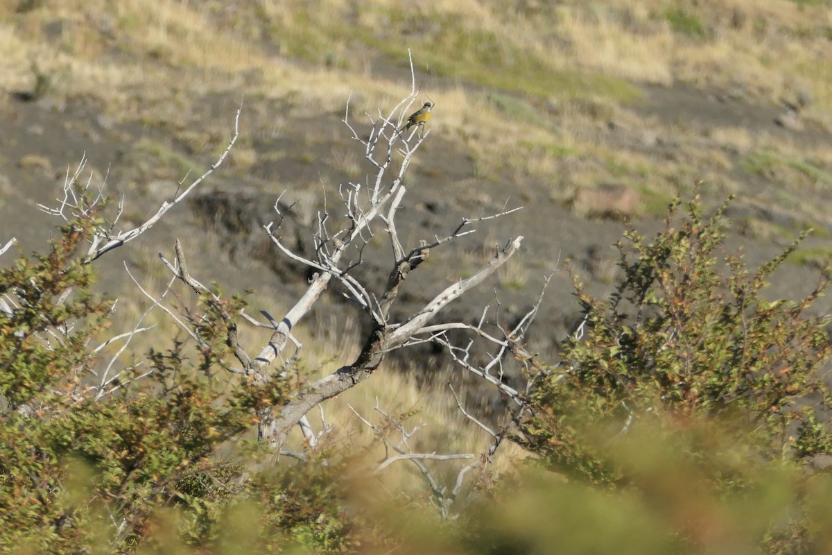 sierra finch sp. - ML635230619