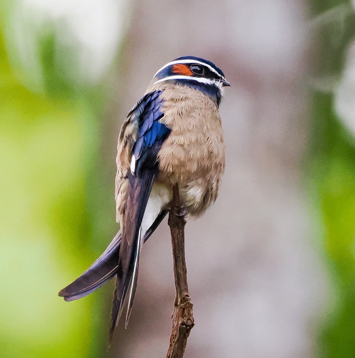 Whiskered Treeswift - ML635230636