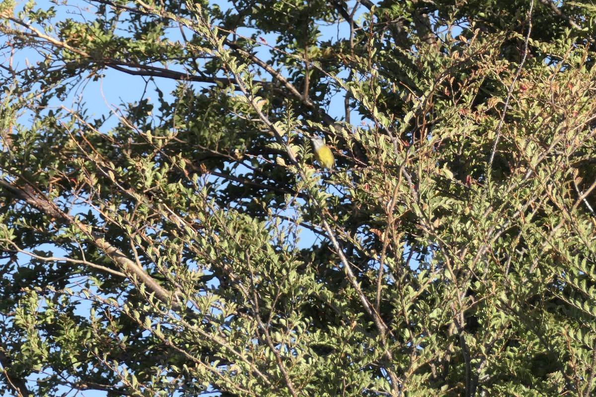 sierra finch sp. - ML635230650
