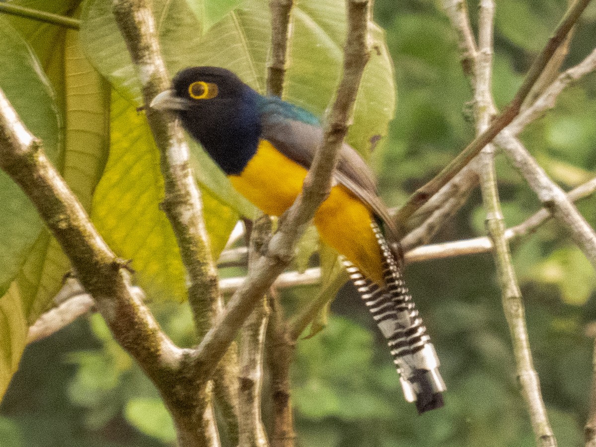Gartered Trogon - ML635230782