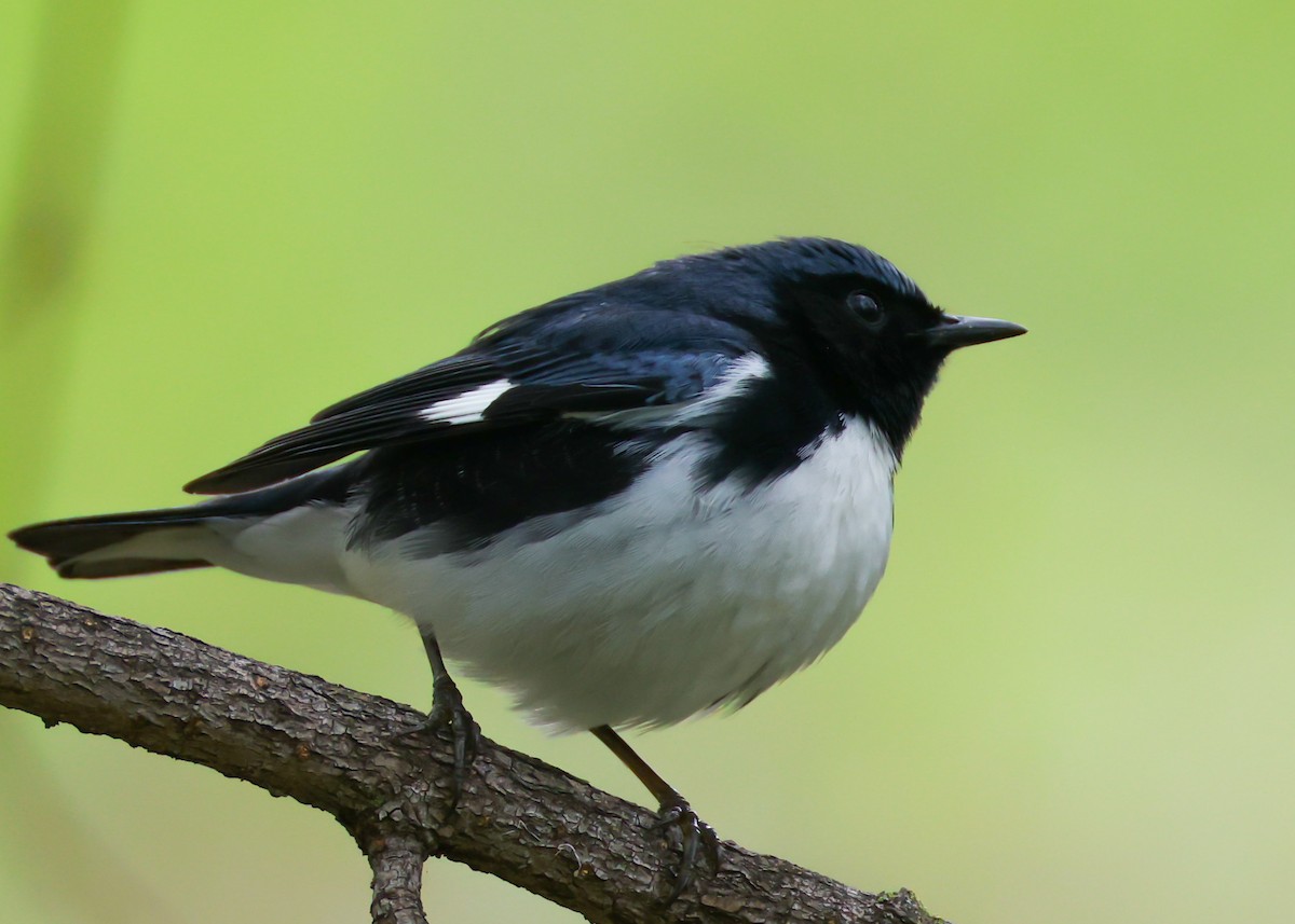 Black-throated Blue Warbler - ML635230861