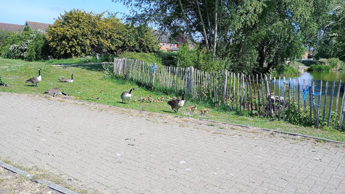 Branta kanadar handia - ML635230916