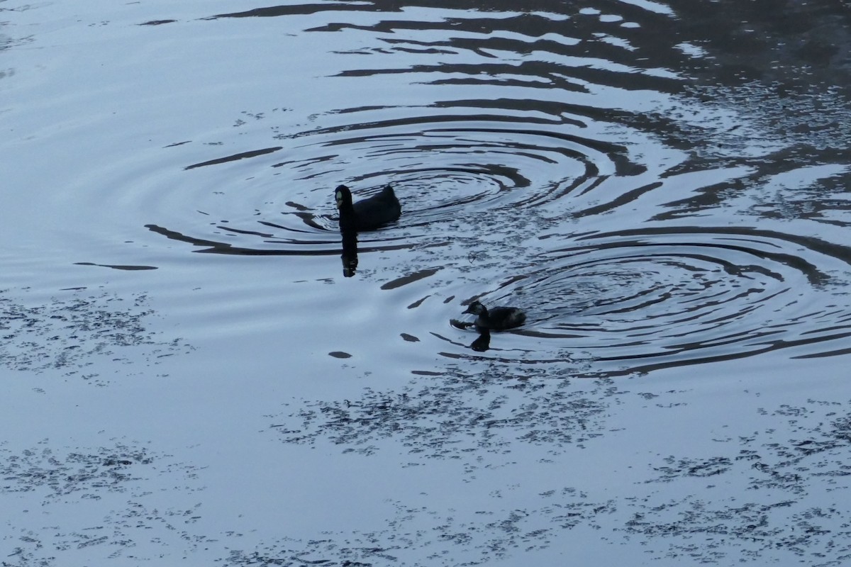 Red-gartered Coot - ML635230933