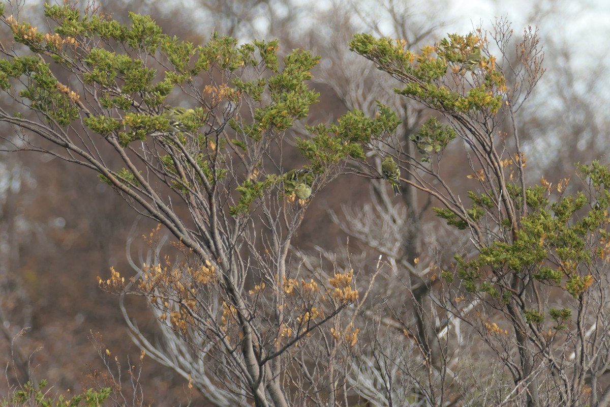 Black-chinned Siskin - ML635231006