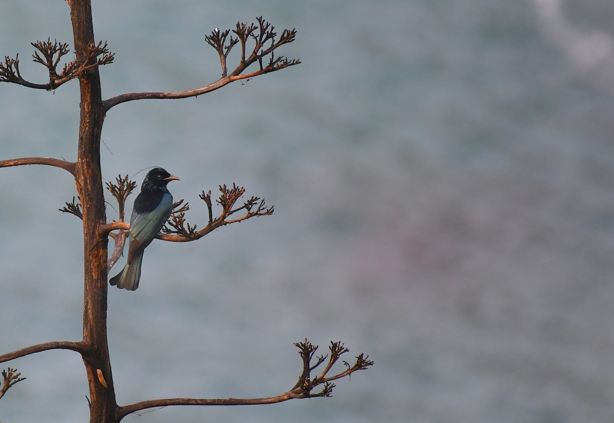 Hair-crested Drongo - ML635231197