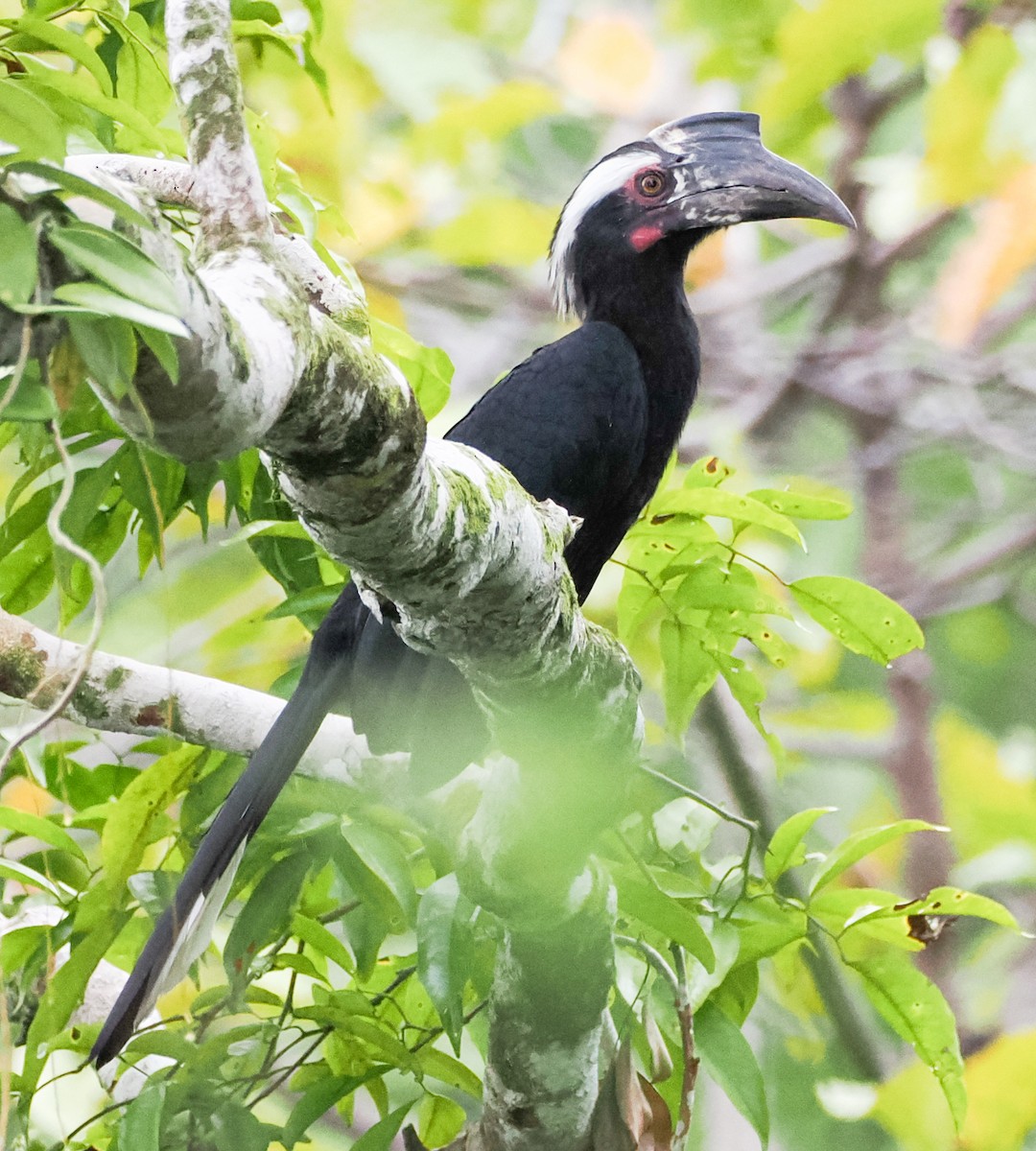 Black Hornbill - ML635231252