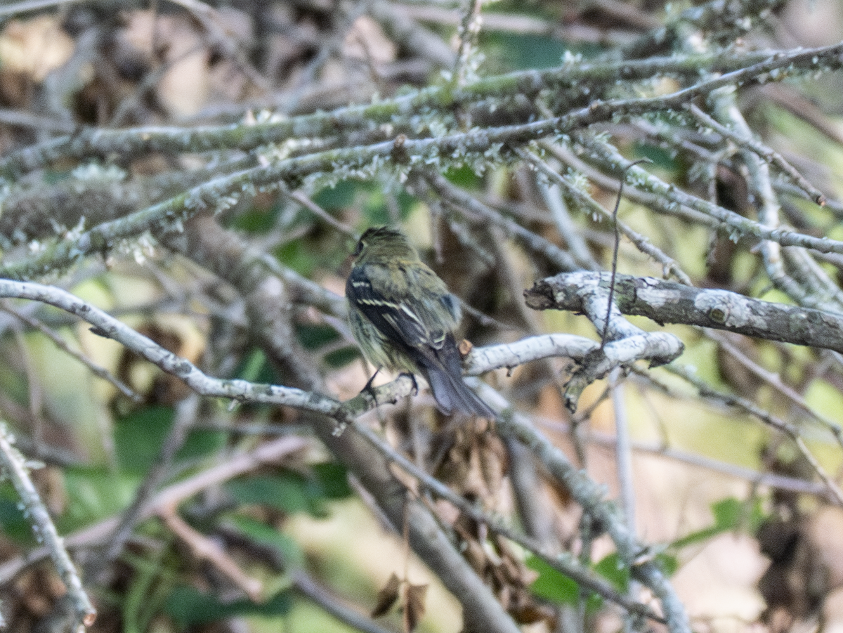 Yellow-bellied Flycatcher - ML635231387
